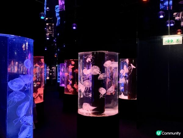 浪漫的水母餐廳 慢活打卡