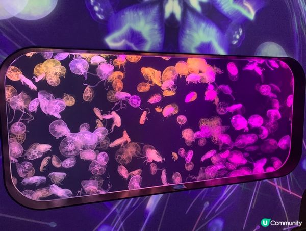 浪漫的水母餐廳 慢活打卡