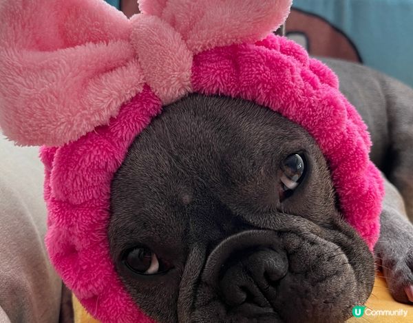 整蠱專家之豬仔包 IG :Jujaibaobao 