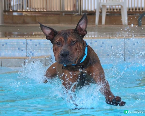 Goofy特別既游水技巧🤭