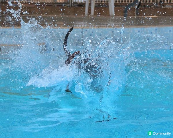 Goofy特別既游水技巧🤭