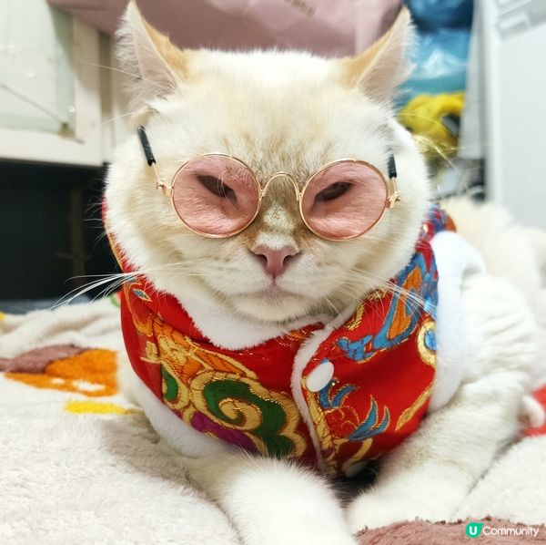 🎊隆重介紹：貓界蘇永康！🎊