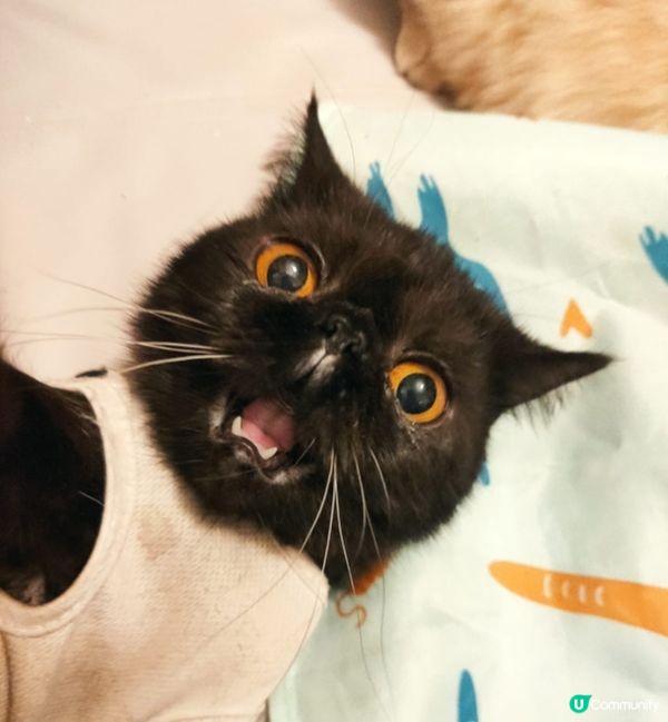 咪埋嚟呀！你想做乜呀😱😱！