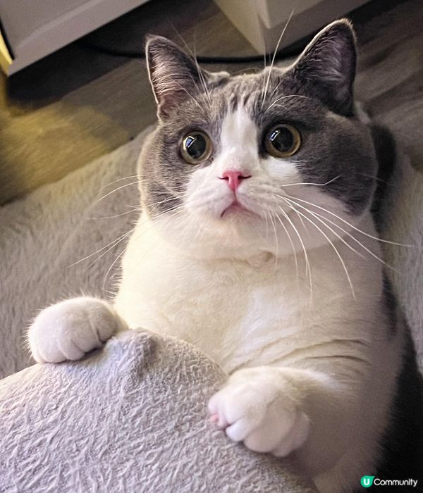 下咩話今晚冇宵夜食？