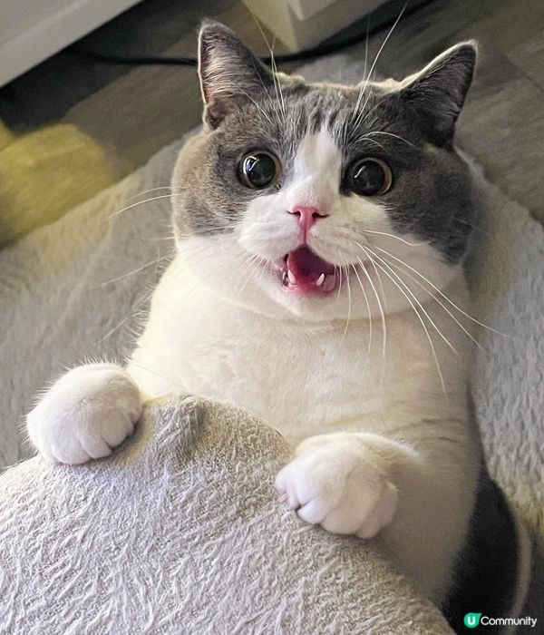 下咩話今晚冇宵夜食？