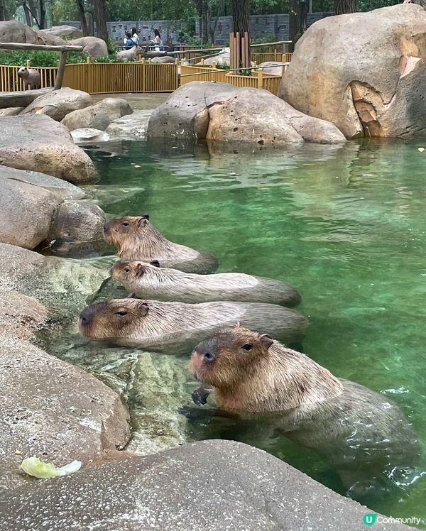 北京旅遊必去景點，生猛動物大晒🤩！