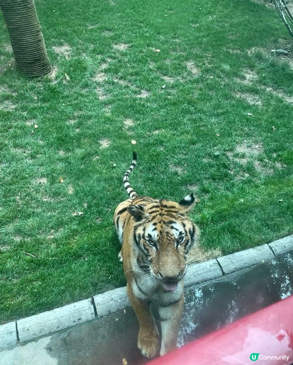 北京旅遊必去景點，生猛動物大晒🤩！