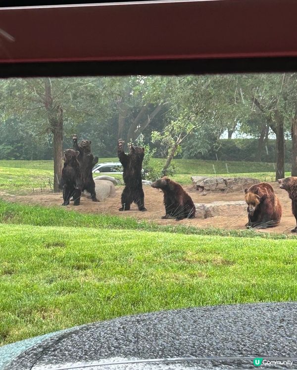 北京旅遊必去景點，生猛動物大晒🤩！