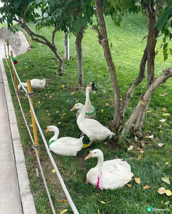 北京旅遊必去景點，生猛動物大晒🤩！