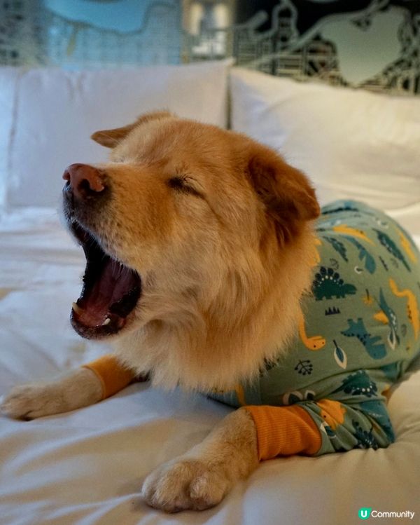 我去酒店petcation🧳🧳