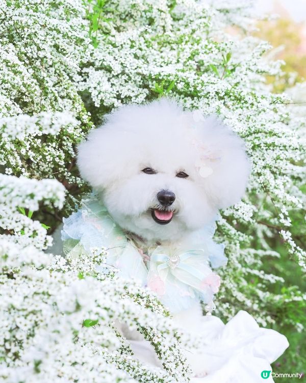 4月去大阪唔止有櫻花 仲有大片雪柳添！❗️
