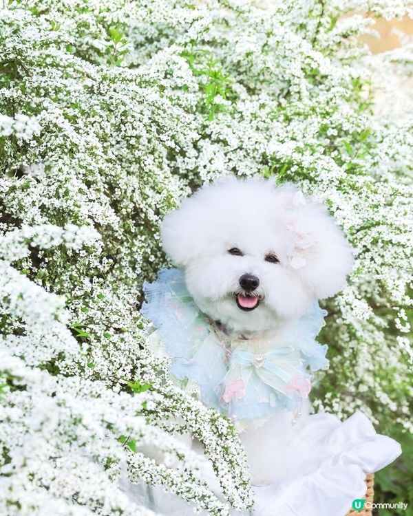 4月去大阪唔止有櫻花 仲有大片雪柳添！❗️