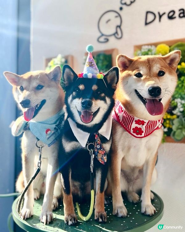 我見過狗狗最溫馨的時刻❤️🐾