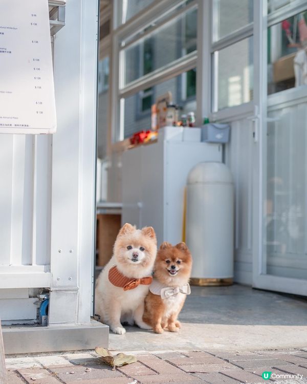 🥗大西北寵物友善素食Cafe