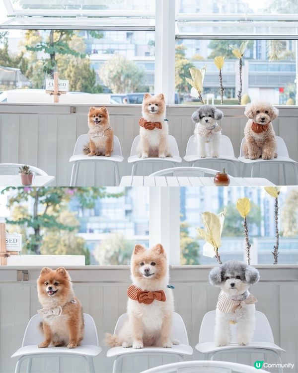 🥗大西北寵物友善素食Cafe