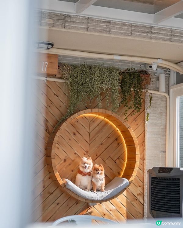 🥗大西北寵物友善素食Cafe