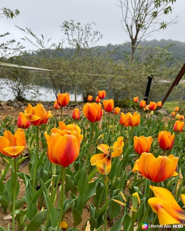 大埔小白鷺Lake House花田打卡時間表