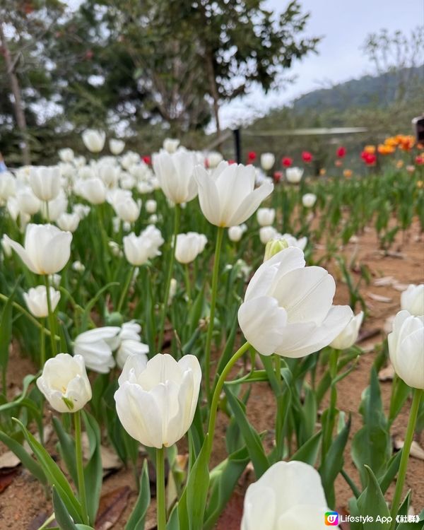 大埔小白鷺Lake House花田打卡時間表