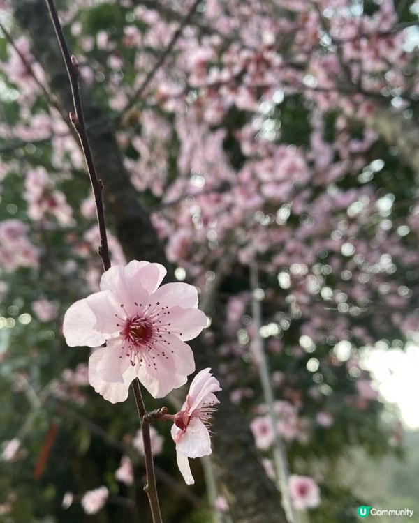 【貴州烏江寨】🌸烏江寨也有櫻花在開呢！🌸