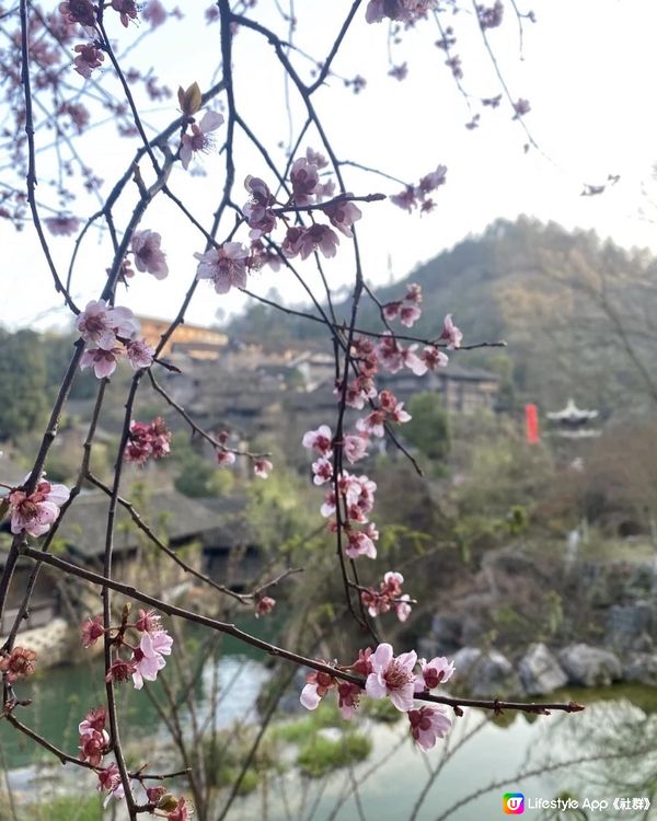 【貴州烏江寨】🌸烏江寨也有櫻花在開呢！🌸