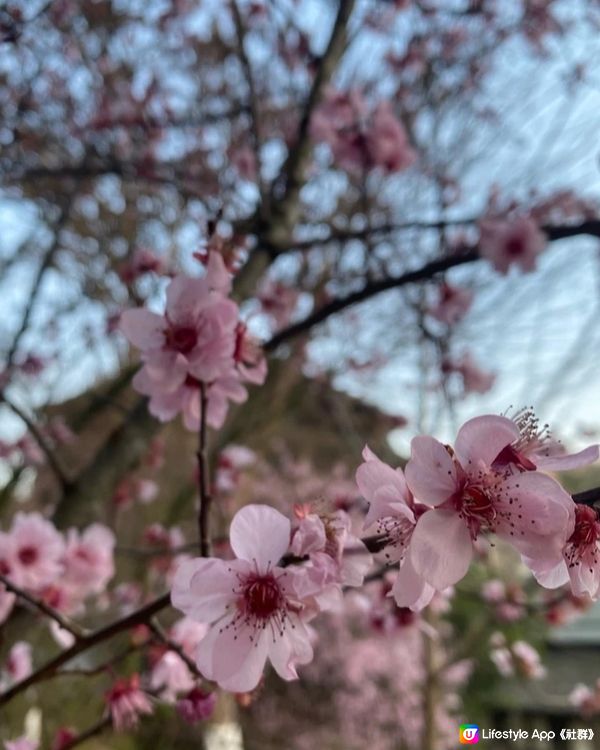 【貴州烏江寨】🌸烏江寨也有櫻花在開呢！🌸