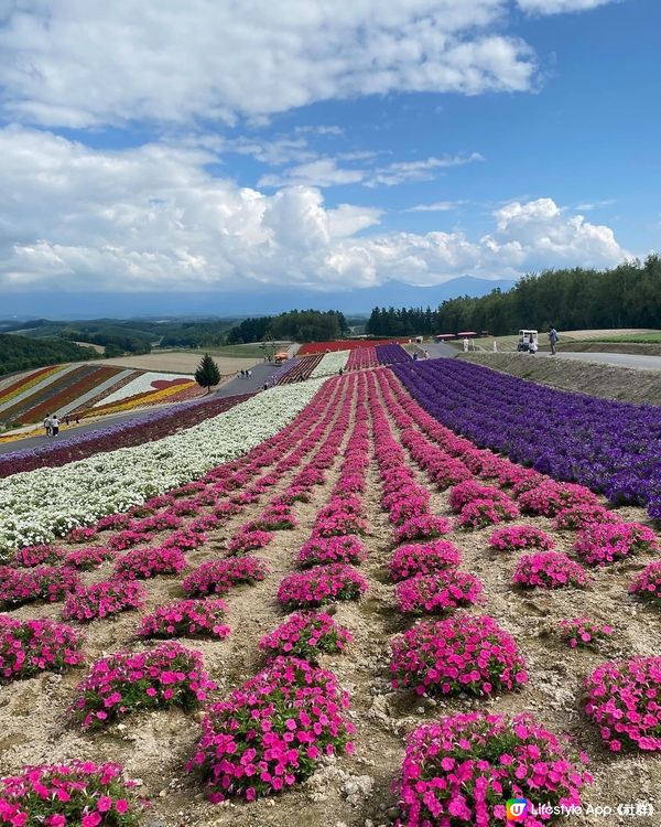 風景如畫的富良野