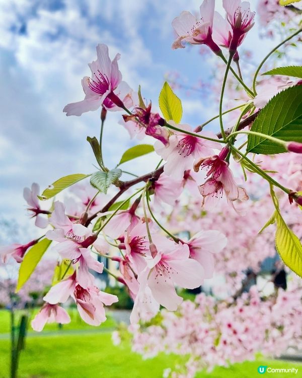 ## 紐西蘭櫻花🌸盛開啦！