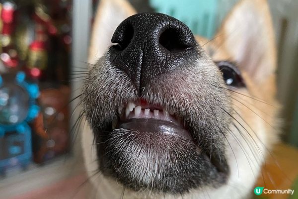 禾甩左兩隻門牙 禾媽咪笑禾係漏風狗