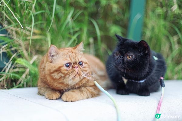 禾地係蛋黃哥同皮蛋🖤 巧鍾意去街街周圍蒲架😎 