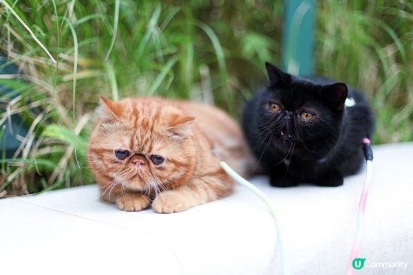 禾地係蛋黃哥同皮蛋🖤 巧鍾意去街街周圍蒲架😎 