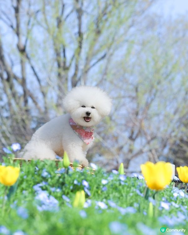 🩵 撞色花海!公園隨手一拍影出童話感 🌷