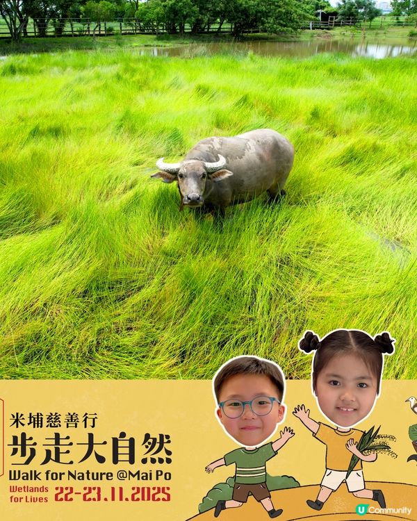 米埔步走大自然2025！親子必去！🏞️🦚