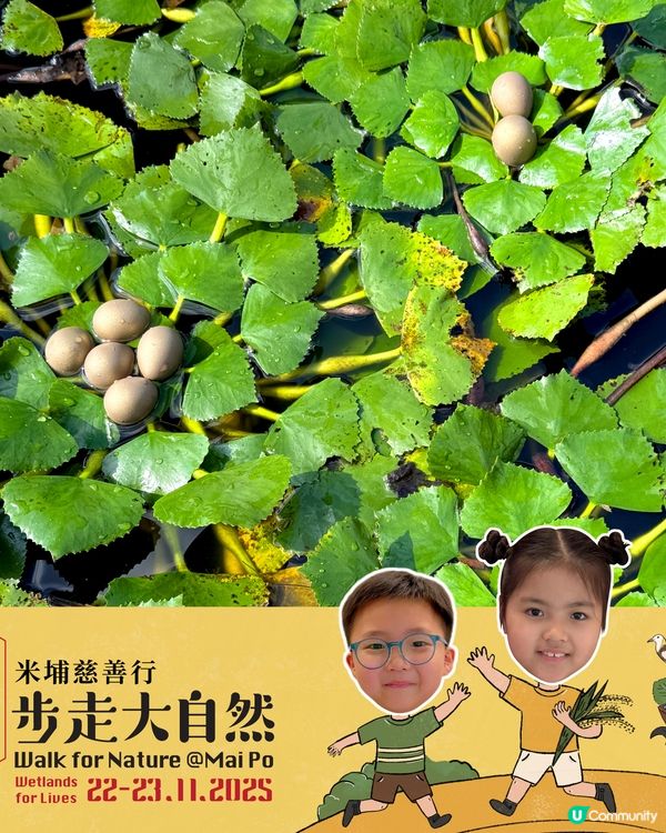 米埔步走大自然2025！親子必去！🏞️🦚