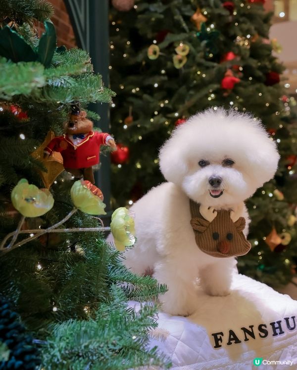 提前慶祝聖誕🎄！金鐘打卡📸！