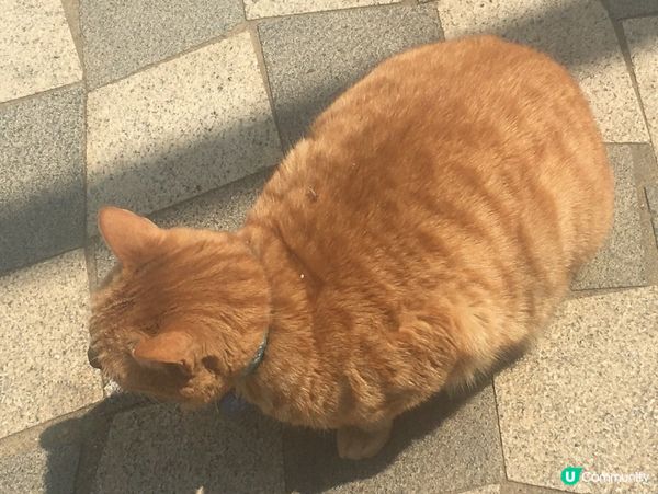 肥貓話要吸收維D🌞