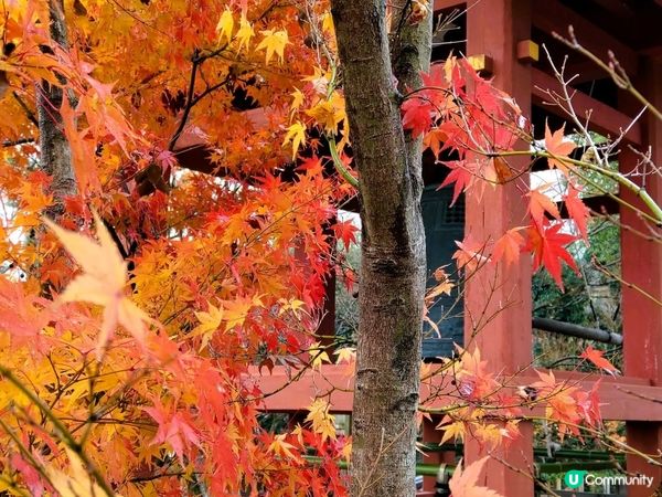 平等院千年古剎，鳳凰堂超靚！🤩