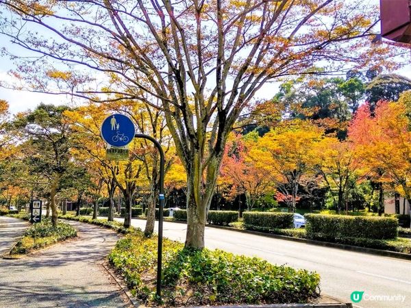 山口駅紅葉🍁！徒步距離 亀山公園+瑠璃光寺🤩！