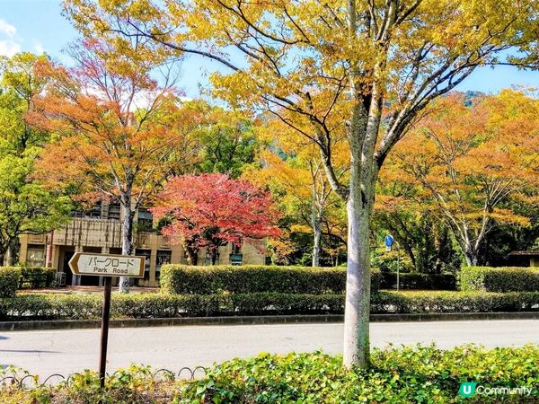 山口駅紅葉🍁！徒步距離 亀山公園+瑠璃光寺🤩！