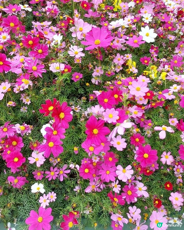 2025綻放中的花展