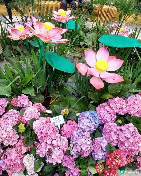 2025綻放中的花展