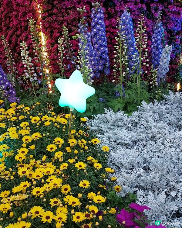 2025綻放中的花展