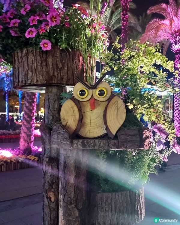 2025綻放中的花展