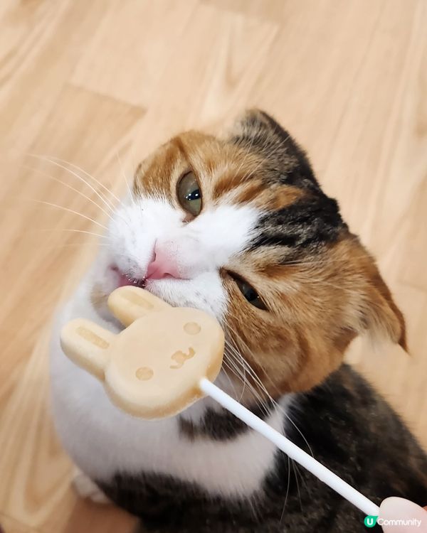 貓貓cafe 🐱 | RaSORa Sapporo ラソラ