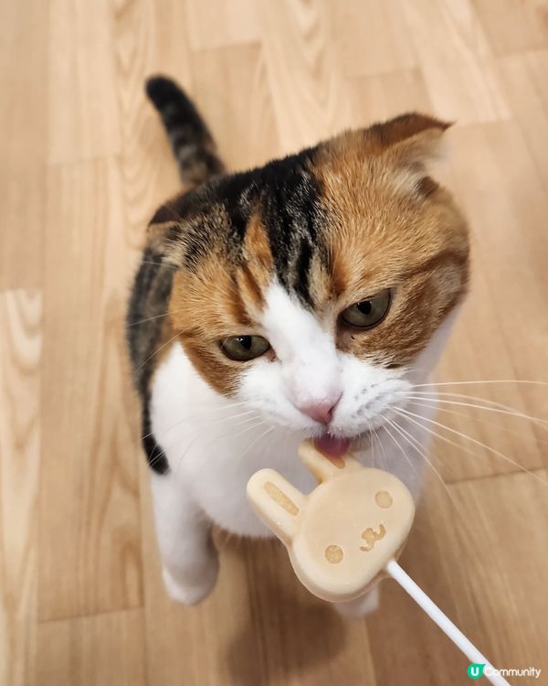 貓貓cafe 🐱 | RaSORa Sapporo ラソラ