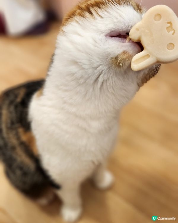 貓貓cafe 🐱 | RaSORa Sapporo ラソラ