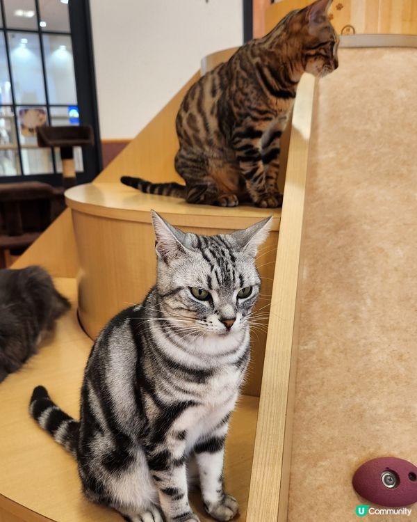 貓貓cafe 🐱 | RaSORa Sapporo ラソラ