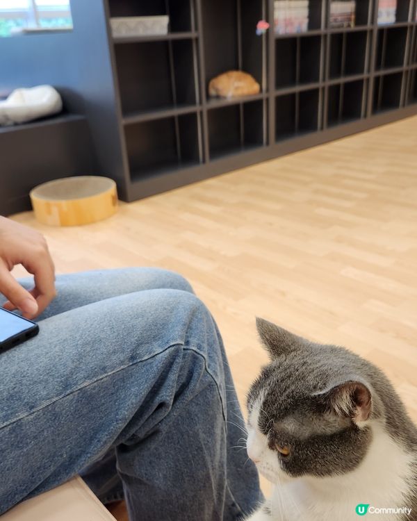 貓貓cafe 🐱 | RaSORa Sapporo ラソラ
