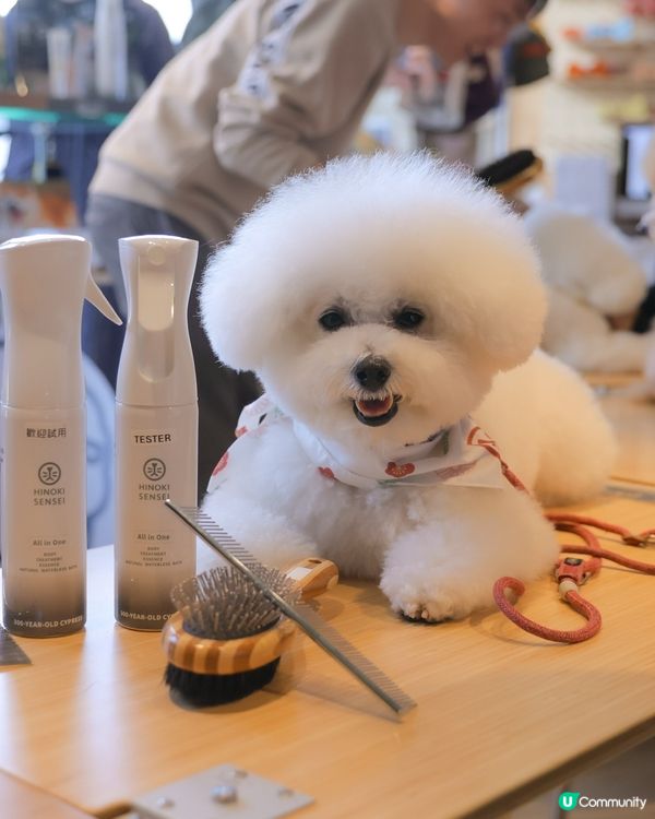 懶人必備！1分鐘變身棉花糖🐶✨