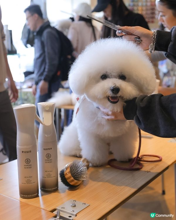 懶人必備！1分鐘變身棉花糖🐶✨