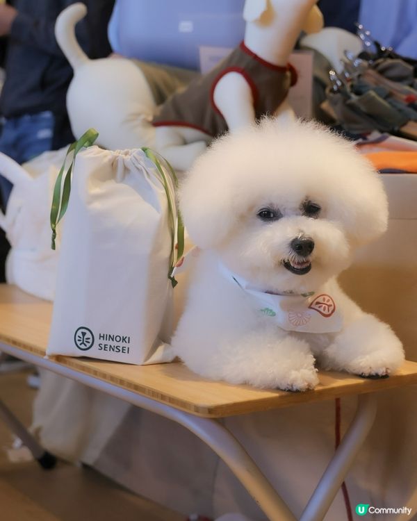 懶人必備！1分鐘變身棉花糖🐶✨